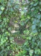 Hole