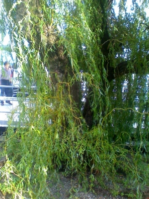 Toothbrush Weeping Willow
