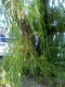 Toothbrush Weeping Willow