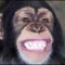 monkey.jpg