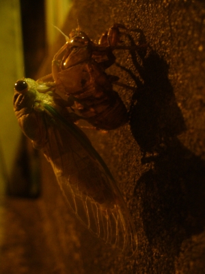 Bug.