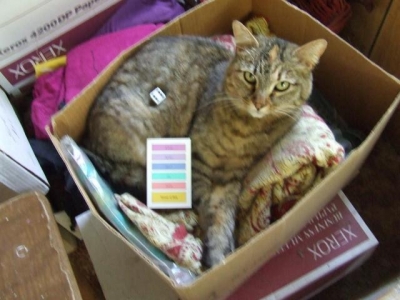 Killer-Cat Tiger Feet