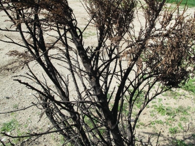 Charred tree