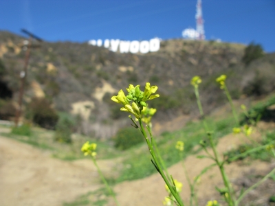 Wildflower beneath the Hollywood sign