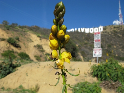 Hollywood Wildflower