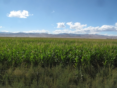 Corn fields!