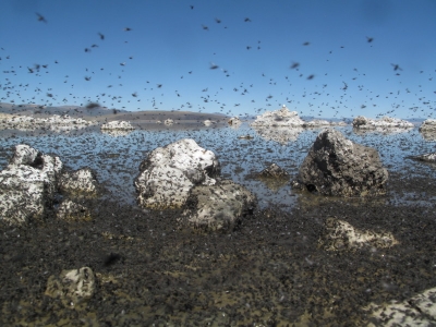 Alkali Fly swarm