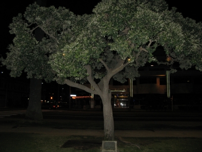 Arbol de Amistad Arbol de Amistad