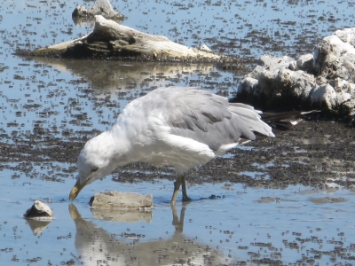 Seagull eating Alkali Flies