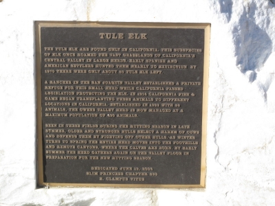 Tule Elk
