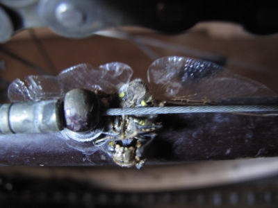 What is that? A dragonfly?