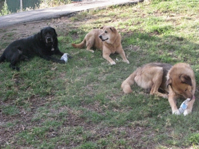 Sergeant, Ki-Ai, Kado 