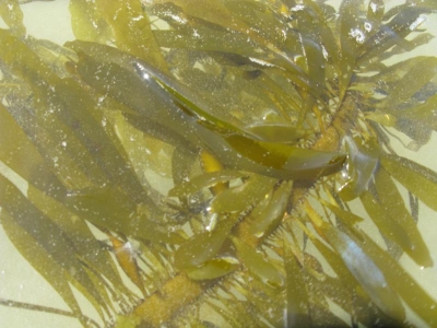 Just seaweed