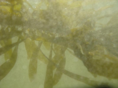 More seaweed