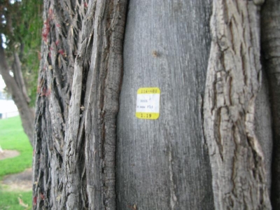 Bonus Tree Bonus Tree