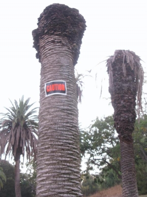 Healthy young trees, cut down in their prime.