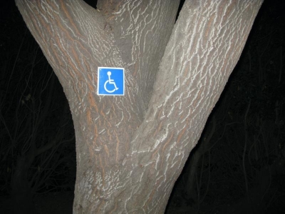 This tree is handicapped-accessible. ~Waldo This tree is handicapped-accessible. ~Waldo