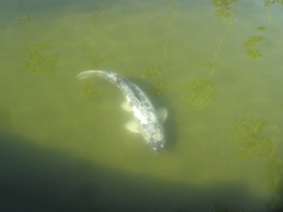 Fishy! Fishy!