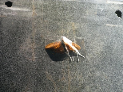 Butterfly in the van