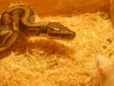 Alternate Indecision