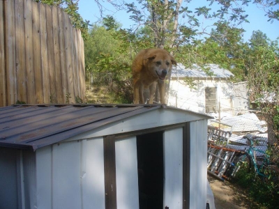 Alternate Contradiction