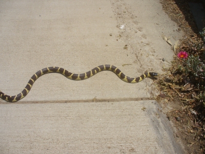 Snake.