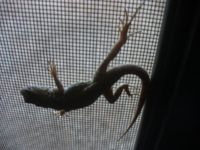 Lizard.
