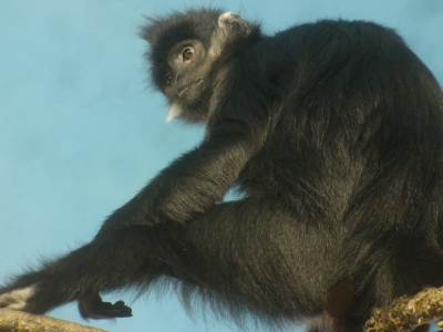 Monkey!
