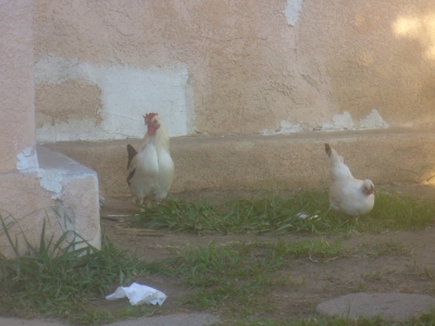 The elusive fowl