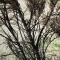 Charred tree