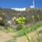 Wildflower beneath the Hollywood sign
