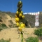 Hollywood Wildflower