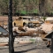 Burnt trees & car