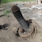 Toppled palm