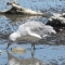 Seagull eating Alkali Flies