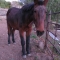 Buckshot