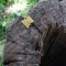 A yellow bear!
