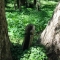 The trees