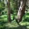 The trees