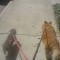 Snootsnout & Big Daddy