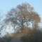One Tree Hill