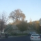 Giant oak on a hill