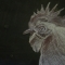 Rooster!