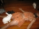 More bunnies!