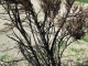 Charred tree