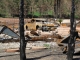 Burnt trees & car