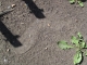 Footprint