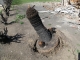 Toppled palm