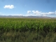 Corn fields!