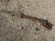 Rifle